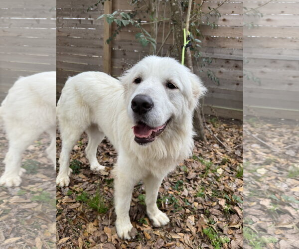 Medium Photo #12 Great Pyrenees Puppy For Sale in Spring, TX, USA
