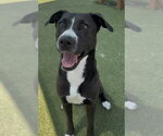 Small #1 Staffordshire Bull Terrier Mix