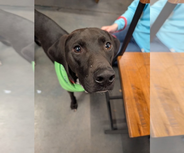 Medium Photo #9 Labrador Retriever-Unknown Mix Puppy For Sale in Holly Springs, NC, USA