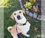 Small #17 Labrador Retriever Mix