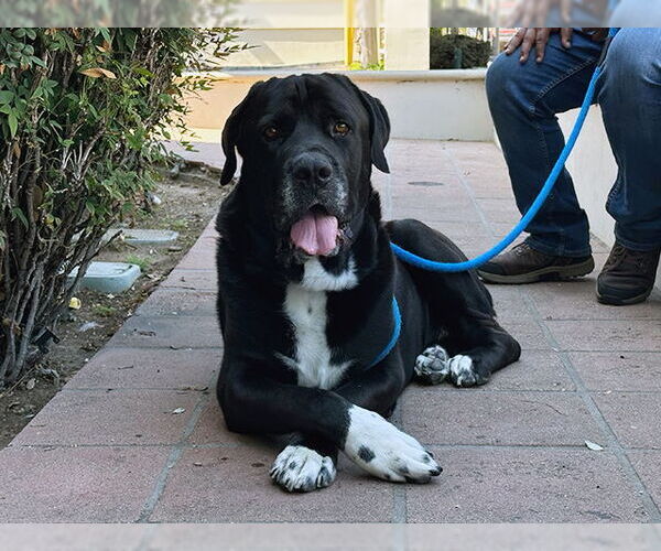 Medium Photo #2 Mutt Puppy For Sale in Pasadena, CA, USA