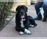 Small #1 Mutt