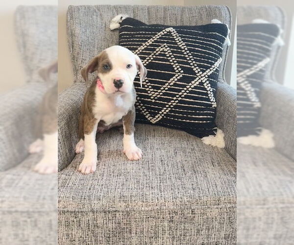 Medium Photo #1 American Bulldog Puppy For Sale in Duluth, MN, USA
