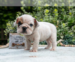 Puppy Ramona English Bulldog