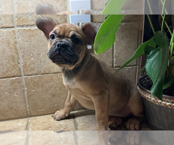Medium Photo #30 American Bullnese-French Bulldog Mix Puppy For Sale in DISCOVERY BAY, CA, USA