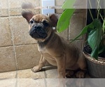 Small #12 American Bullnese-French Bulldog Mix