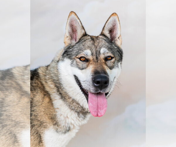 Medium Photo #1 Siberian Husky-Unknown Mix Puppy For Sale in Pasadena, CA, USA