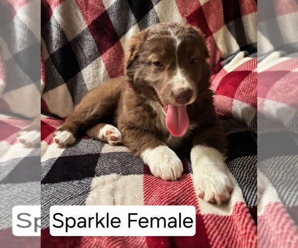 Medium Photo #18 Australian Shepherd Puppy For Sale in BRIDGEWATER, VA, USA