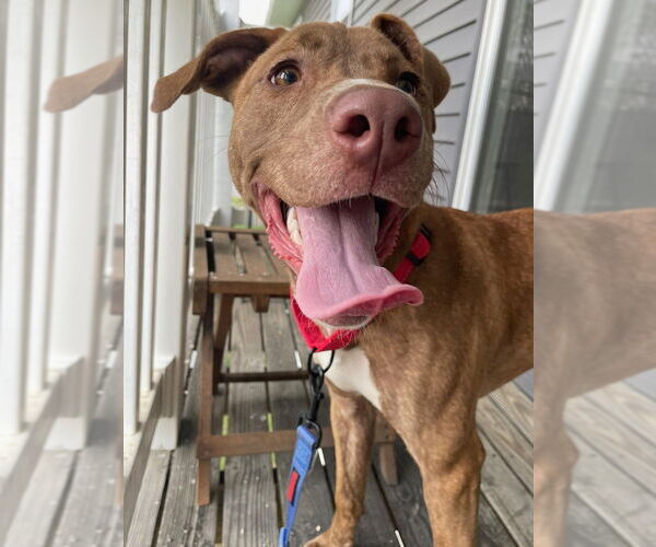 Medium Photo #5 American Pit Bull Terrier-American Staffordshire Terrier Mix Puppy For Sale in Evansville, IN, USA