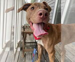 Small #4 American Pit Bull Terrier-American Staffordshire Terrier Mix