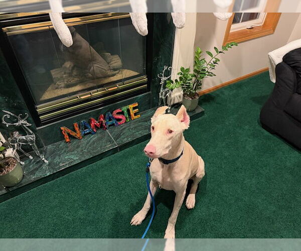 Medium Photo #5 Doberman Pinscher Puppy For Sale in Buffalo, MN, USA