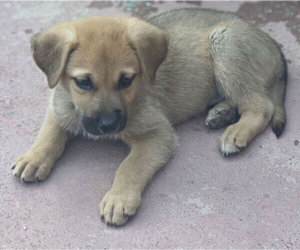 Medium Photo #3 Mutt Puppy For Sale in Dana Point, CA, USA