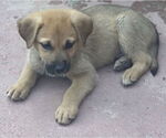 Small #2 Mutt