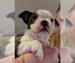 Small Photo #6 Boston Terrier Puppy For Sale in GORHAM, NH, USA