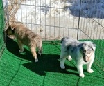 Puppy Patch bluemerle Collie