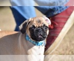 Small #3 Pug