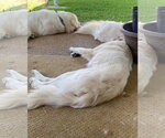 Small #3 Great Pyrenees