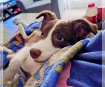 Small #1 Australian Shepherd Mix