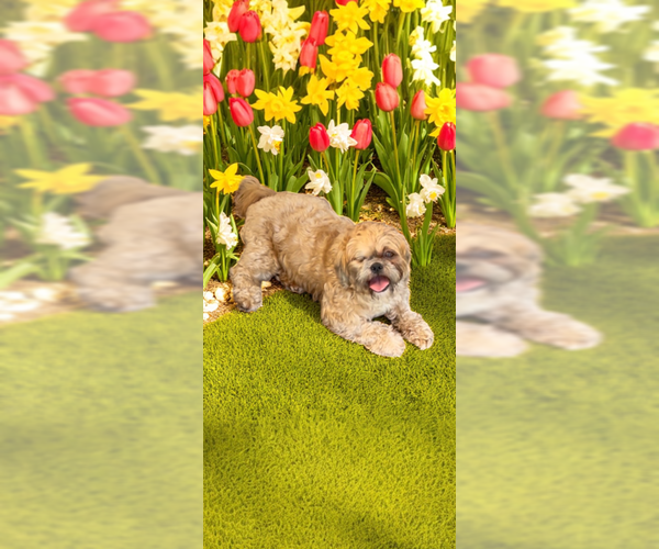 Medium Photo #11 Shih Tzu Puppy For Sale in Weston, FL, USA