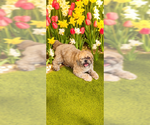 Small #10 Shih Tzu