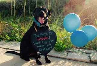 Labrador Retriever-Unknown Mix Dogs for adoption in ATLANTIC BEACH, FL, USA