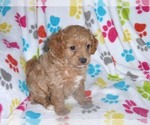Small Photo #8 Cavapoo-Poodle (Miniature) Mix Puppy For Sale in ORO VALLEY, AZ, USA