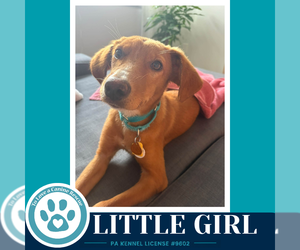 Labrador Retriever-Unknown Mix Dogs for adoption in Kimberton, PA, USA