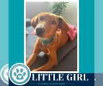 Small Labrador Retriever Mix