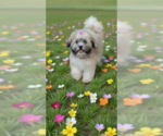 Small Shih Tzu