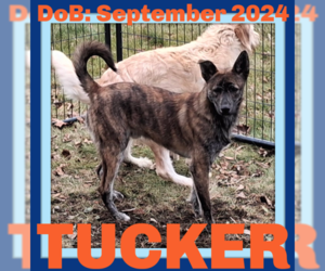 Holland Shepherd Dogs for adoption in Sebec, ME, USA