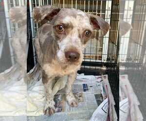 Mutt Dogs for adoption in Meridian, MS, USA