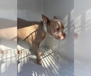 Bulldog Dogs for adoption in Houston, TX, USA