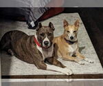 Small #16 American Pit Bull Terrier Mix