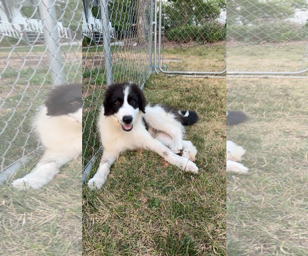 Medium Photo #1 Border Collie-Great Pyrenees Mix Puppy For Sale in Iroquois, IL, USA