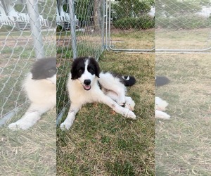 Border Collie-Great Pyrenees Mix Dogs for adoption in Iroquois, IL, USA