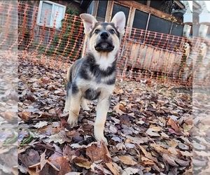 German Shepherd Dog Puppy for sale in MILTON, VT, USA