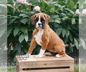 Boxer Puppy for sale in NARVON, PA, USA