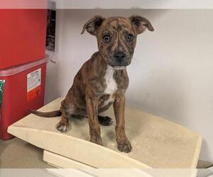 Mutt Dogs for adoption in Corona, CA, USA