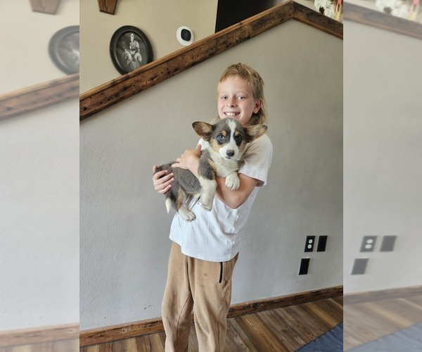 Medium Photo #2 Pembroke Welsh Corgi Puppy For Sale in MILTON, WI, USA