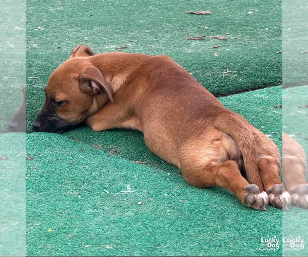 Medium Photo #4 Mutt Puppy For Sale in Washington, DC, USA