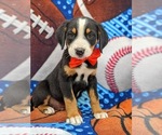 Small #1 Greater Swiss Mountain Dog