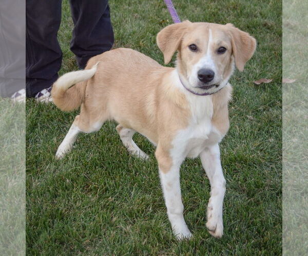 Medium Photo #2 Great Pyrenees-Unknown Mix Puppy For Sale in Huntley, IL, USA