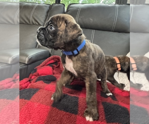 Medium Photo #1 Boxer Puppy For Sale in LANSING, MI, USA