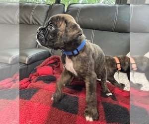Boxer Puppy for sale in LANSING, MI, USA