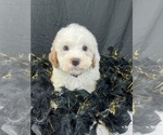 Small Photo #2 Cavapoo Puppy For Sale in BULLARD, TX, USA