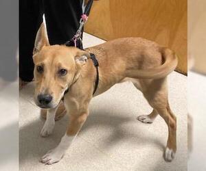 Keeley, loves to run with you - Female Labrador Retriever-Shiba Inu Mix Dog for Adoption - Photo #3