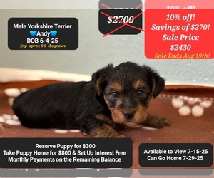 Yorkshire Terrier Puppy for sale in TUCSON, AZ, USA