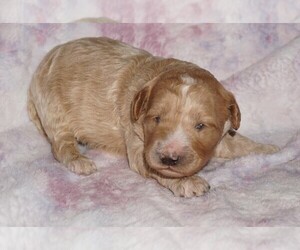 Labradoodle mix (+ Poodle Standard) Puppy for sale in LA HABRA, CA, USA