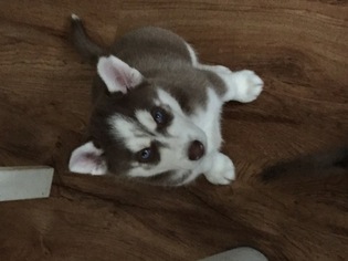 Siberian Husky Puppy for sale in STAMFORD, CT, USA