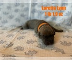 Puppy Loretta Lynn Great Dane